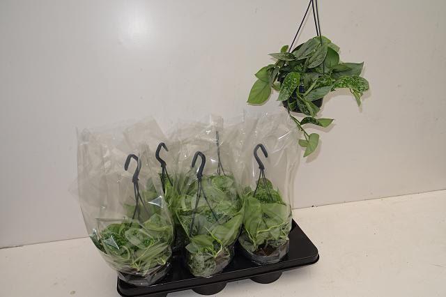 SCIND PICT SILVE ANN