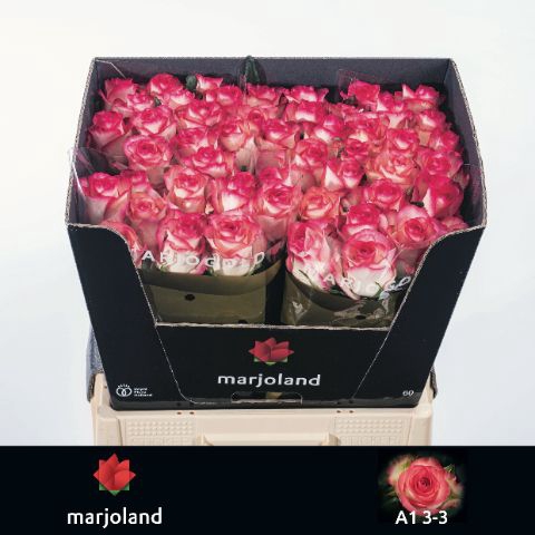 <h4>R Gr Jumilia Marjoland 33</h4>