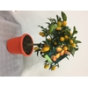 Citrus hystrix