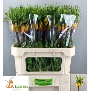 FRIT IM GARLANT STAR