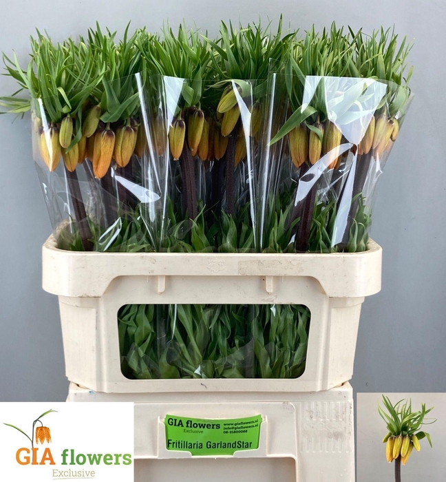 <h4>FRIT IM GARLANT STAR</h4>