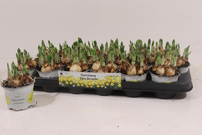 <h4>NARC D TETE BOUCLE</h4>