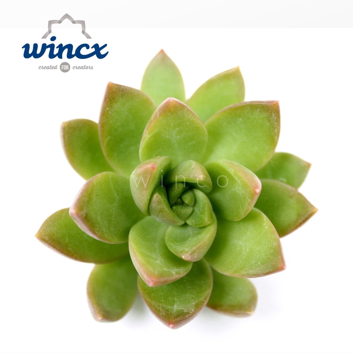 <h4>Sedum Adolphi Cutflower Wincx-5cm</h4>