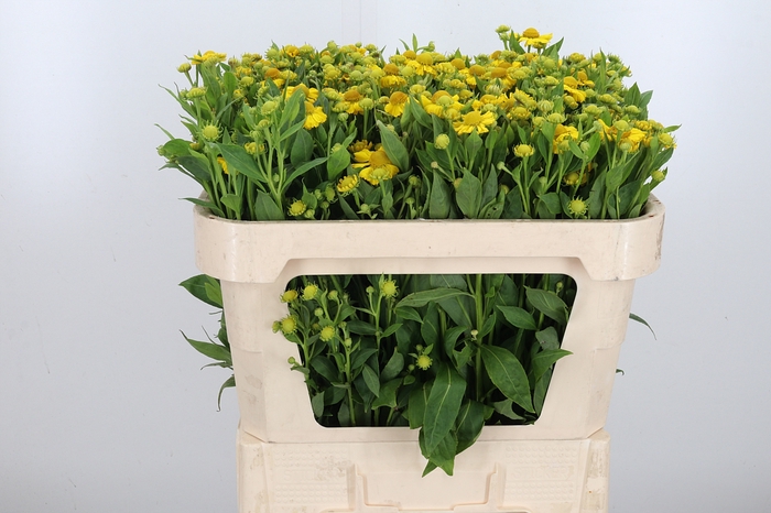 <h4>Helenium Kanaria</h4>
