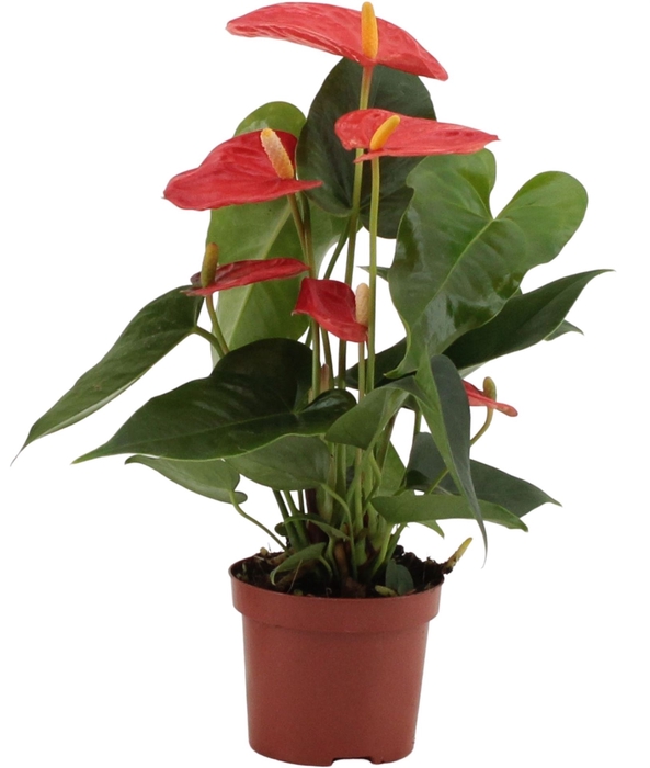 <h4>Anthurium andr. 'Solara'</h4>