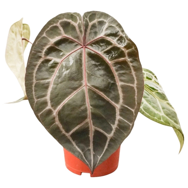<h4>Anthurium Michelle® (DocBlock)</h4>