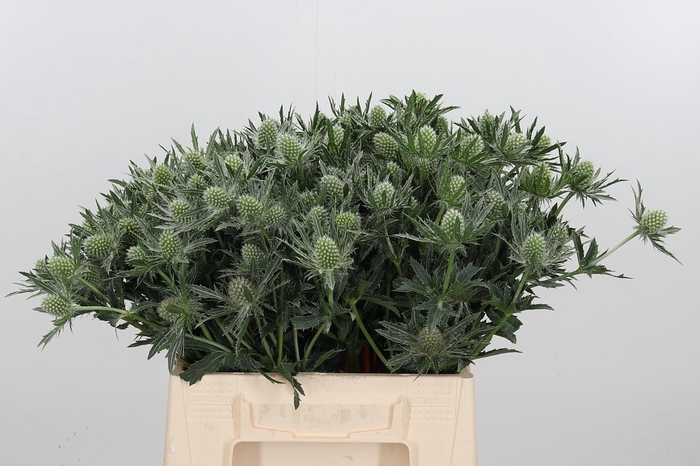 <h4>Eryn Sirius</h4>