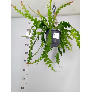 Epiphyllum anguliger