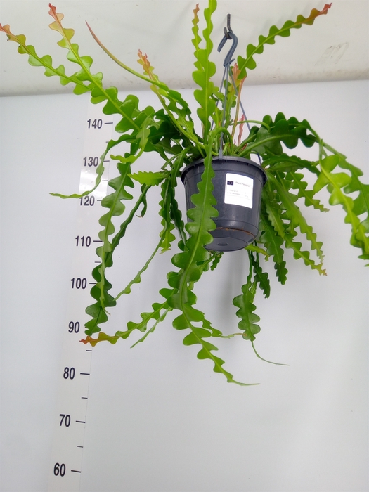 <h4>Epiphyllum anguliger</h4>