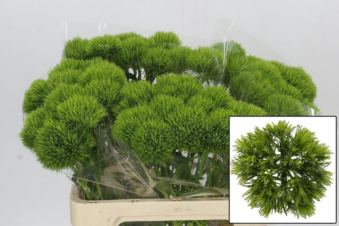 <h4>DI BARB KIWI MELLOW</h4>