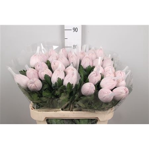 Chr G Vienna Pink