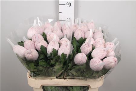 <h4>Chr G Vienna Pink</h4>