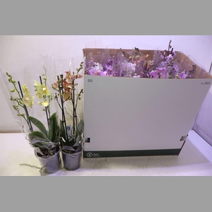 Phal Mf Gem 8 Kl