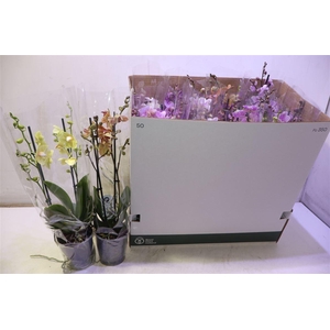 Phal Mf Gem 8 Kl