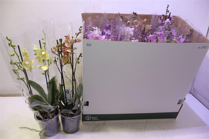 <h4>Phal Mf Gem 8 Kl</h4>