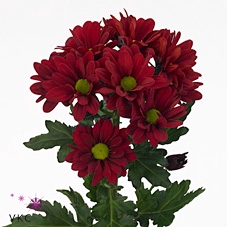 Chrys sp barolo