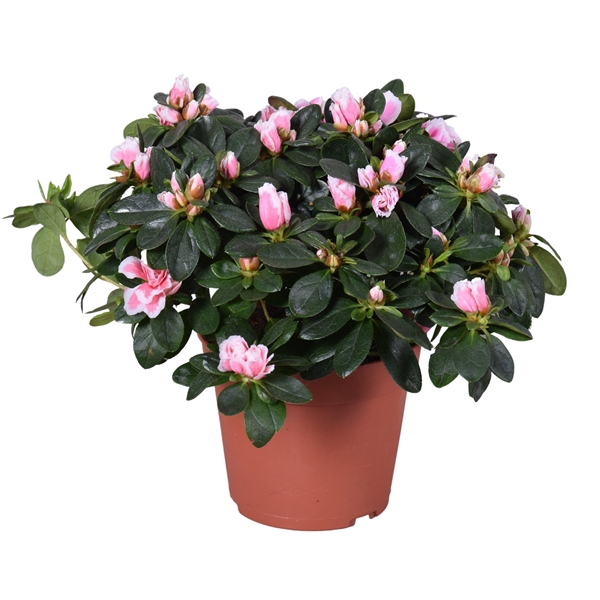 <h4>Azalea Vogel 'Inga' bicolor roze 14cm</h4>