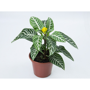 APHELANDRA P15