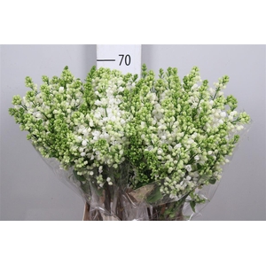 Syr Vu White Wonder 4+