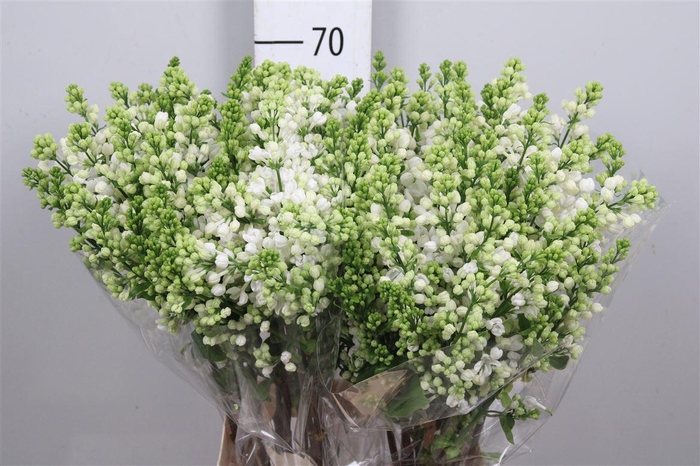 <h4>Syr Vu White Wonder 4+</h4>