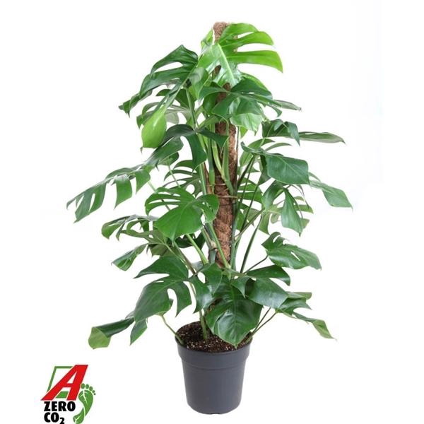 <h4>Monstera deliciosa</h4>