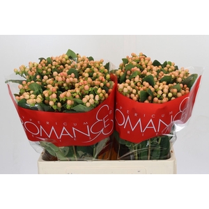 Hypericum Mellow Romance