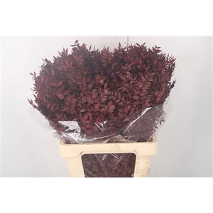 Ruscus. Burgundy Per Stem