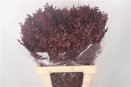 <h4>Ruscus. Burgundy Per Stem</h4>