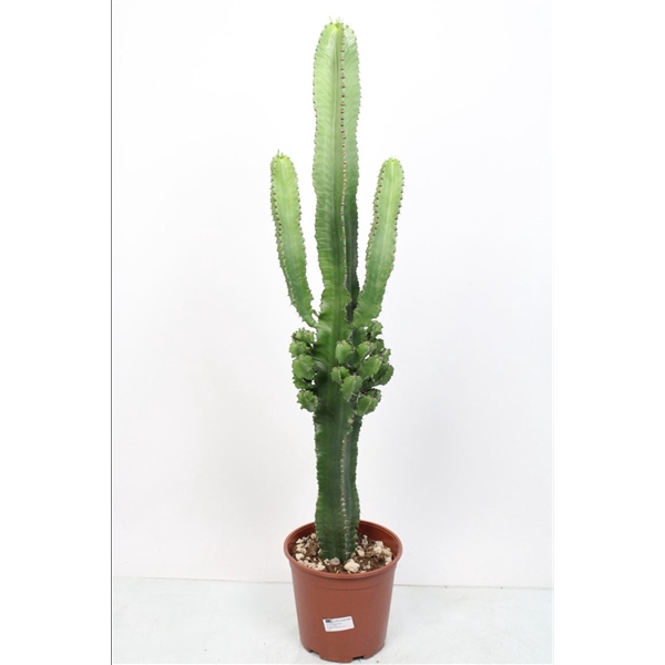 <h4>Euphorbia Eritrea - 540</h4>
