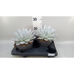 Echeveria  'Mexican Giant'