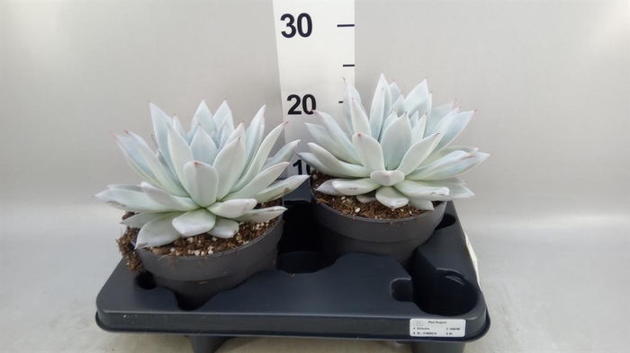 <h4>Echeveria  'Mexican Giant'</h4>