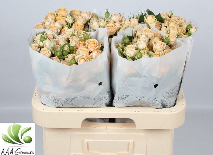 <h4>R TR TRINITY</h4>