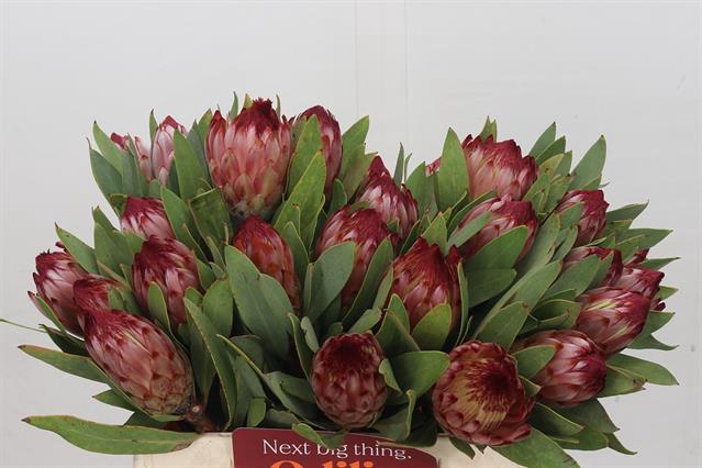 <h4>PROTEA ROBIJN</h4>