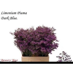LIM PIUMA DARK BLUE
