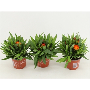 Bracteantha Dreamtime Copper