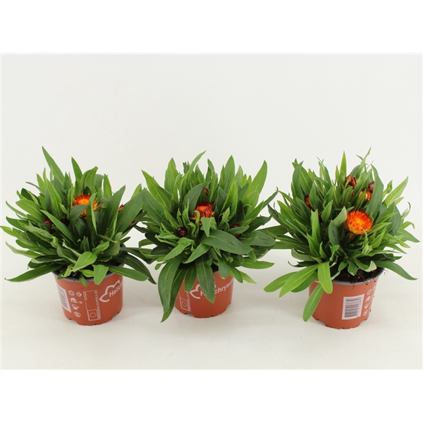 <h4>Bracteantha Dreamtime Copper</h4>