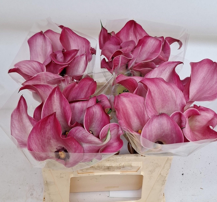 <h4>ZANT FANTASIA</h4>