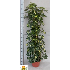 SCHEF AR GOLD CAPELL