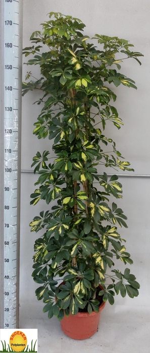 <h4>SCHEF AR GOLD CAPELL</h4>