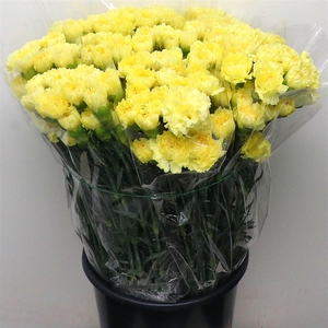 Di St Zelda Yellow