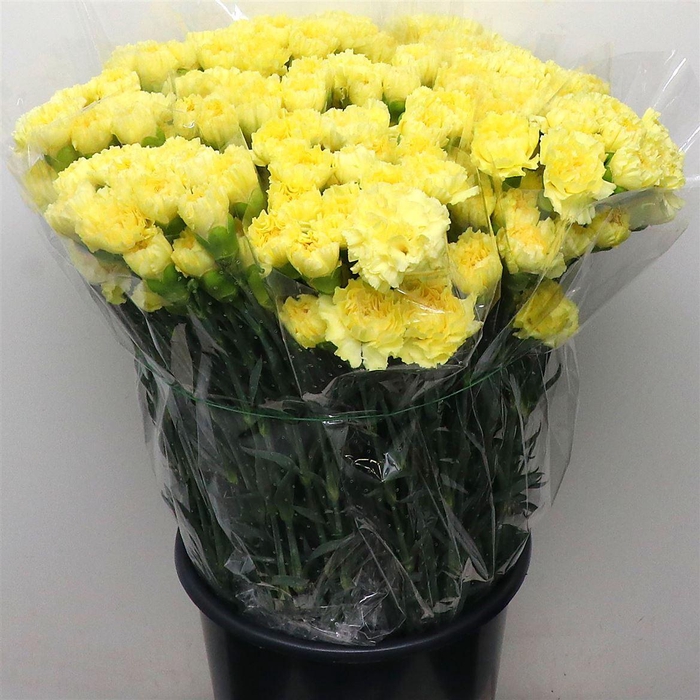 <h4>Di St Zelda Yellow</h4>