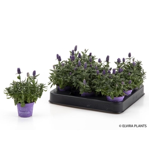 LAVANDULA ANGUSTIFOLIA