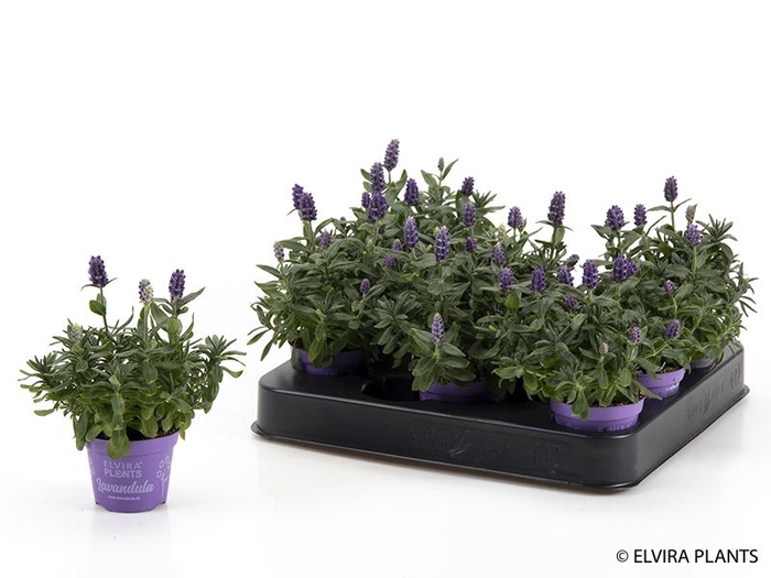 <h4>LAVANDULA ANGUSTIFOLIA</h4>