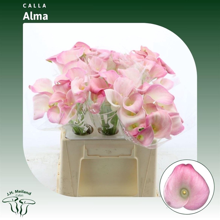 <h4>Calla Alma | XXL</h4>