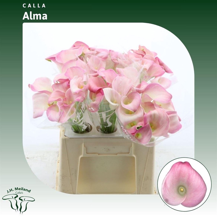 <h4>Calla Alma | XXL</h4>