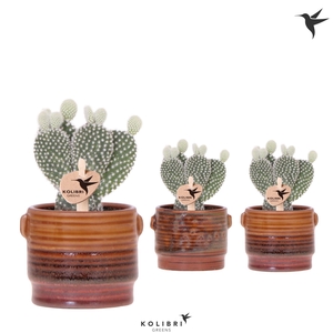 Kolibri Greens Opuntia white in Sunset pot mix