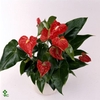 Kolibri Home Bamboo pot mix