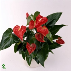Kolibri Home Bamboo pot mix