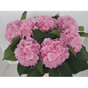 HYDR M CH VERENA