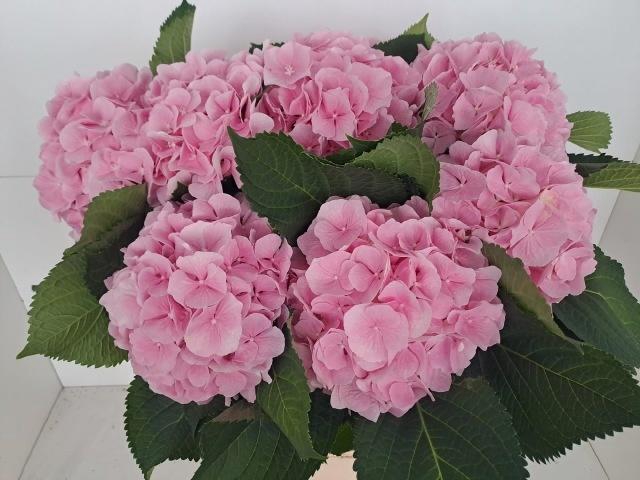 <h4>HYDR M CH VERENA</h4>